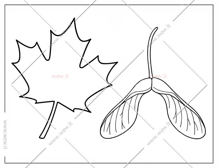 Klevo lapas ir sėklos spalvinti