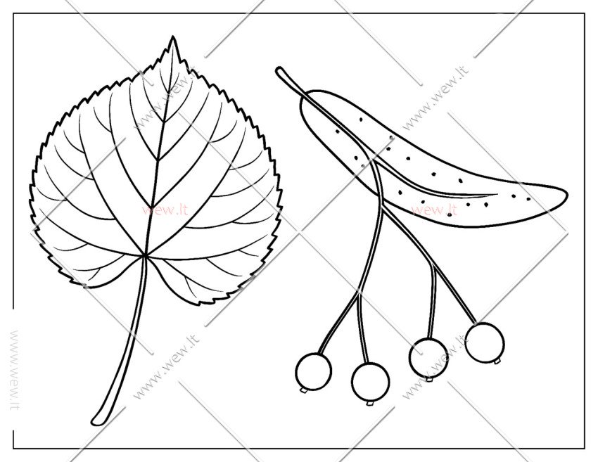 Liepos lapas ir žiedas spalvinti