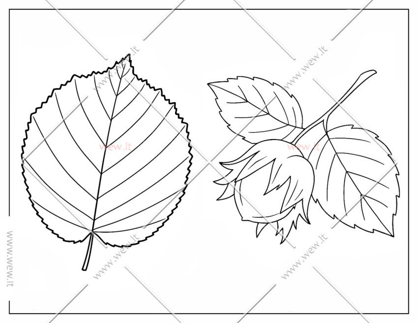 Lazdyno riešutas ir lapas spalvinti