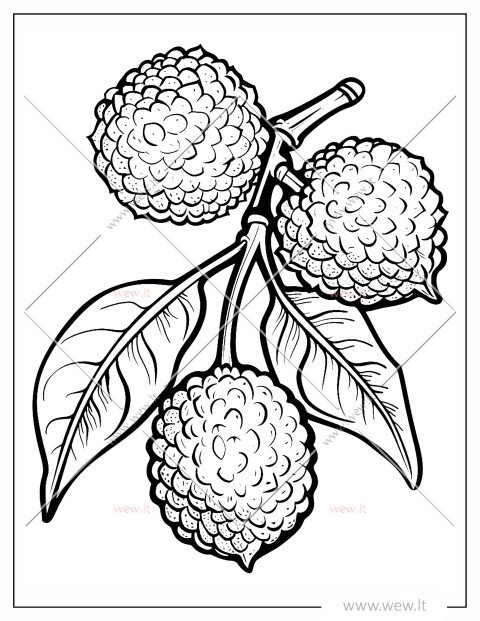 Egzotiški ličiai spalvinti