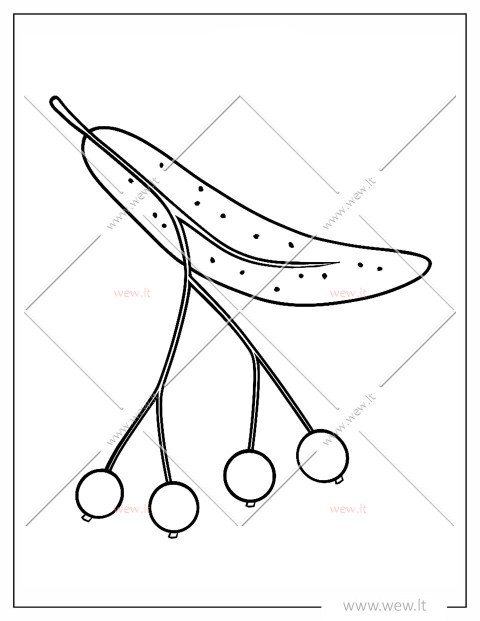 Liepžiedis spalvinti