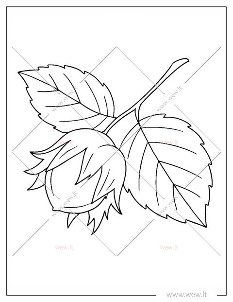 Lazdyno riešutas spalvinti