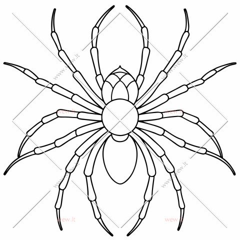 Australijos medžiotojas voras